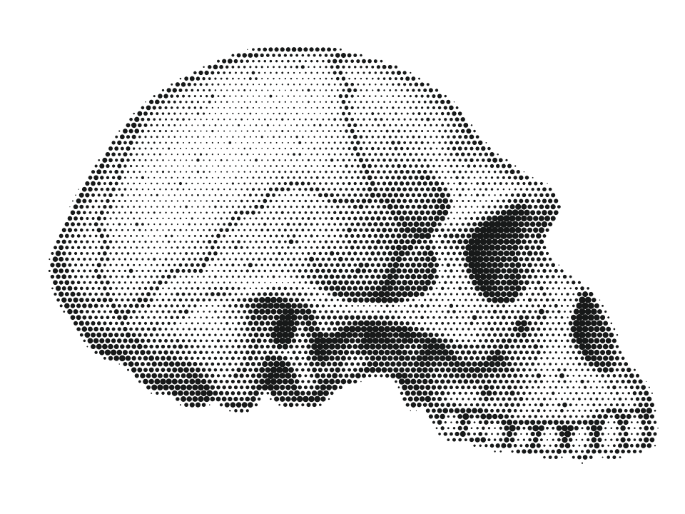 Ardi, stippled skull in side view