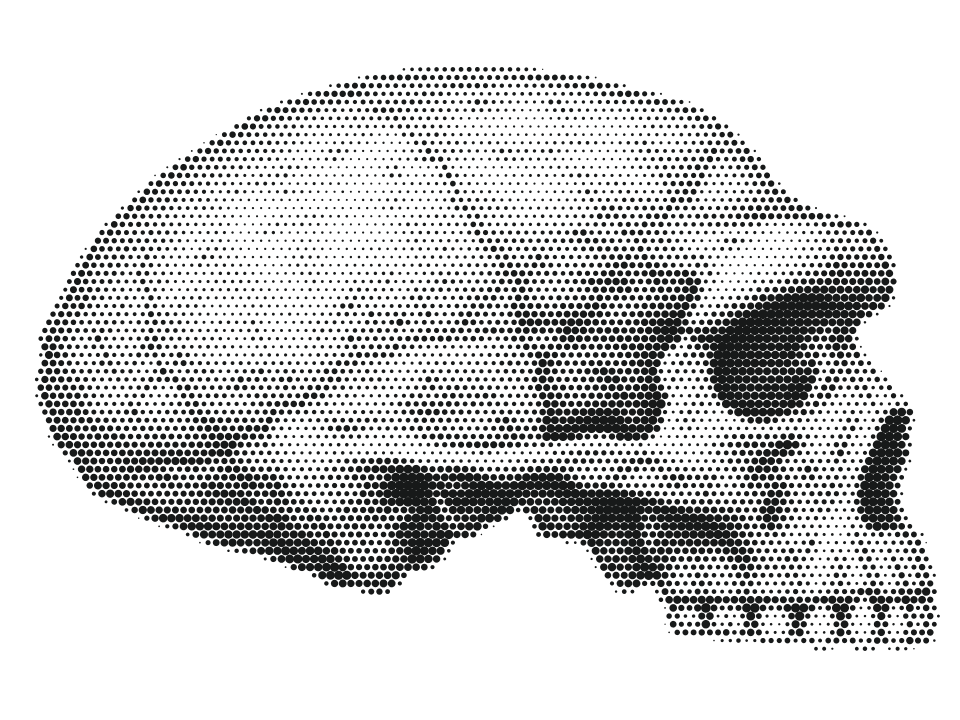 Denisov, stippled skull in side view
