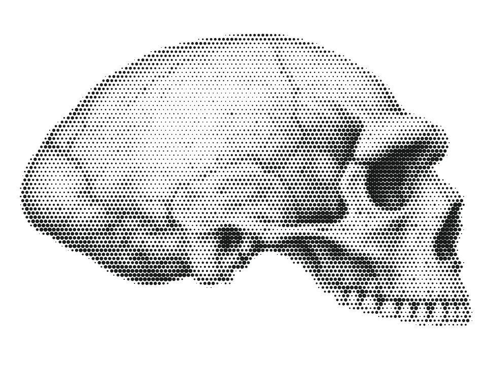 Neanderthal, stippled skull in side view